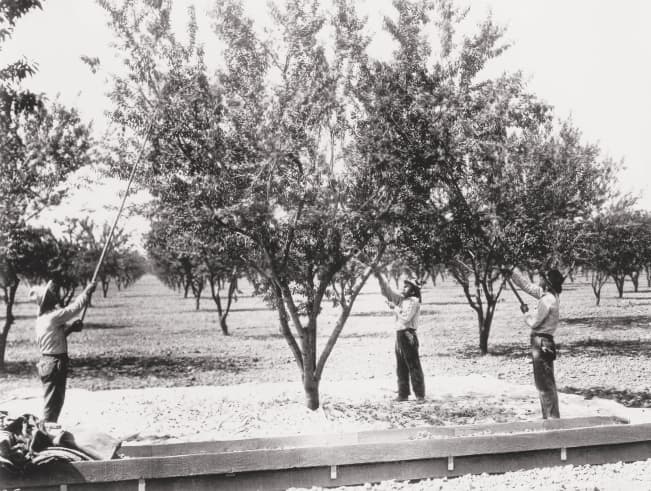Blue Diamond Grower's planting first almond trees