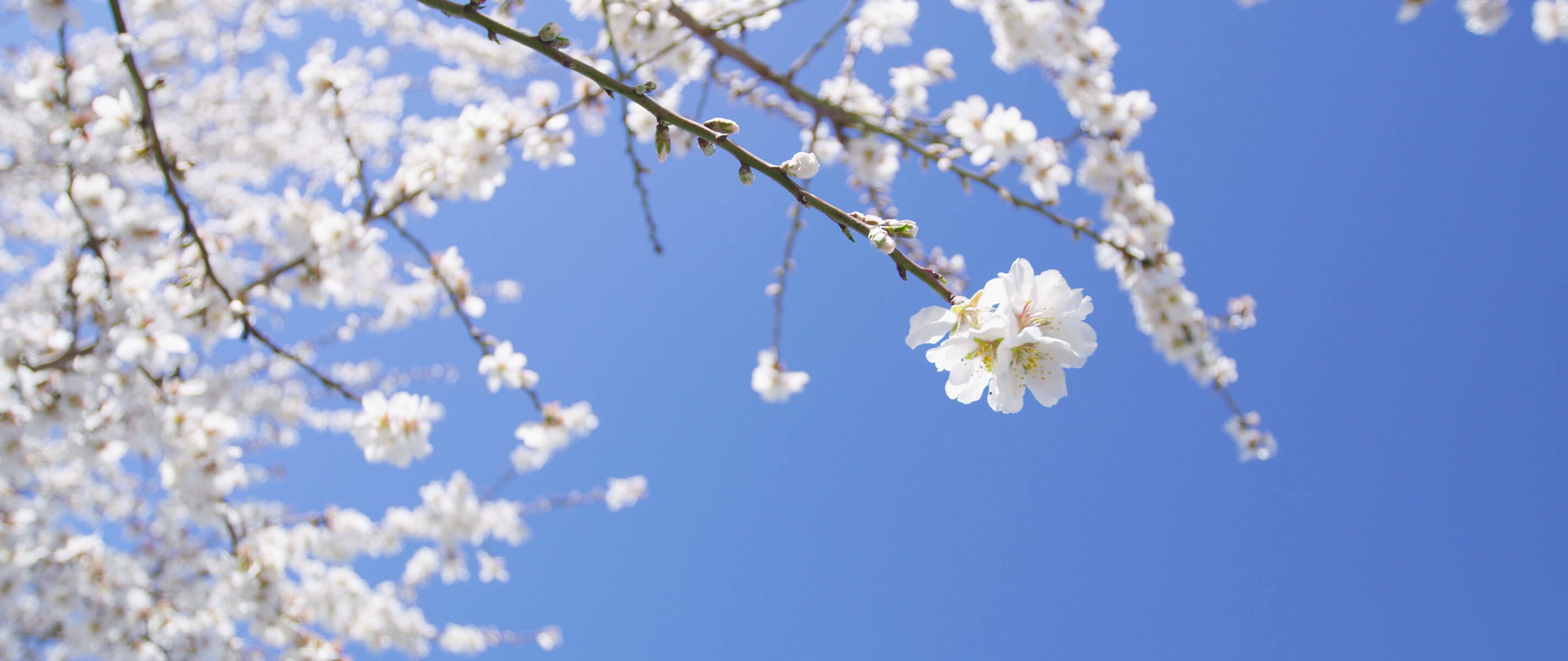 Almond blossom