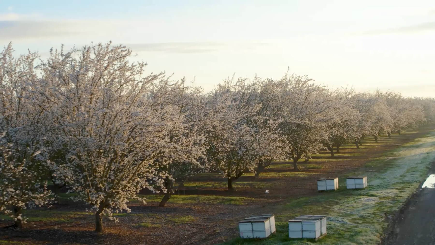 Field of trees
