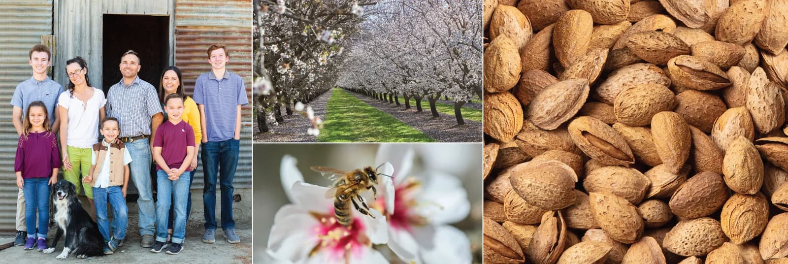 A family stands outside a barn, blooming almond trees, a close-up of a bee on a blossom, and a pile of unshelled almonds are shown in a collage.