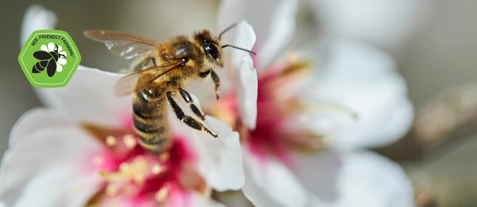 Bee pollenating a flower with Bee Friendly Farming logo