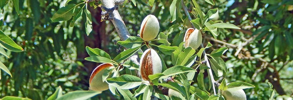 almond hull open image