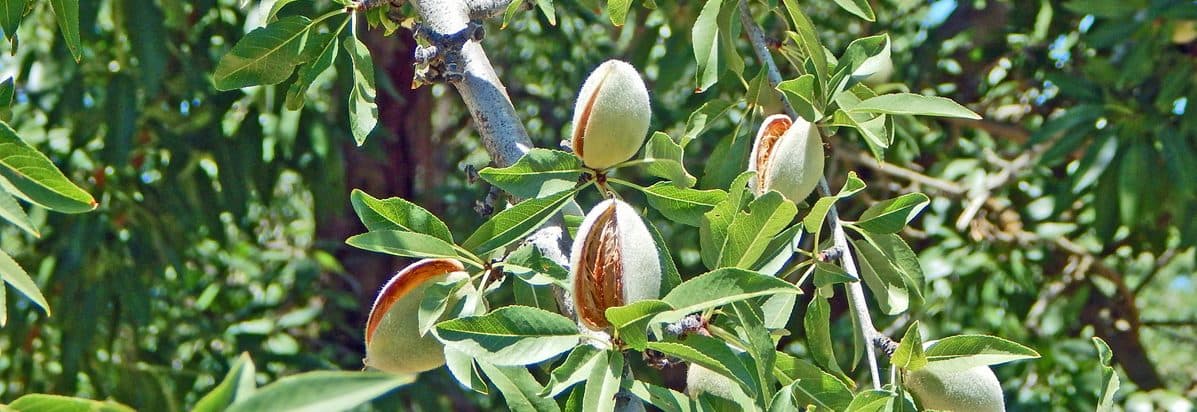 almond hull open image