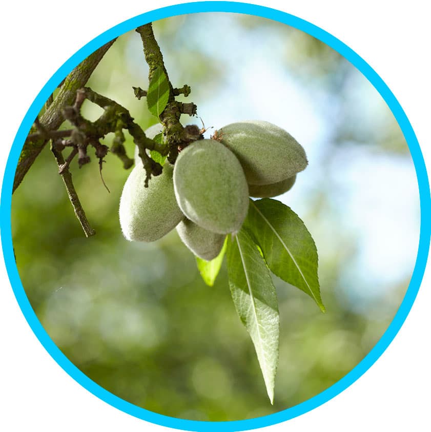 article-3-green-almond-in-orchard-1 article-3-green-almond-in-orchard-1