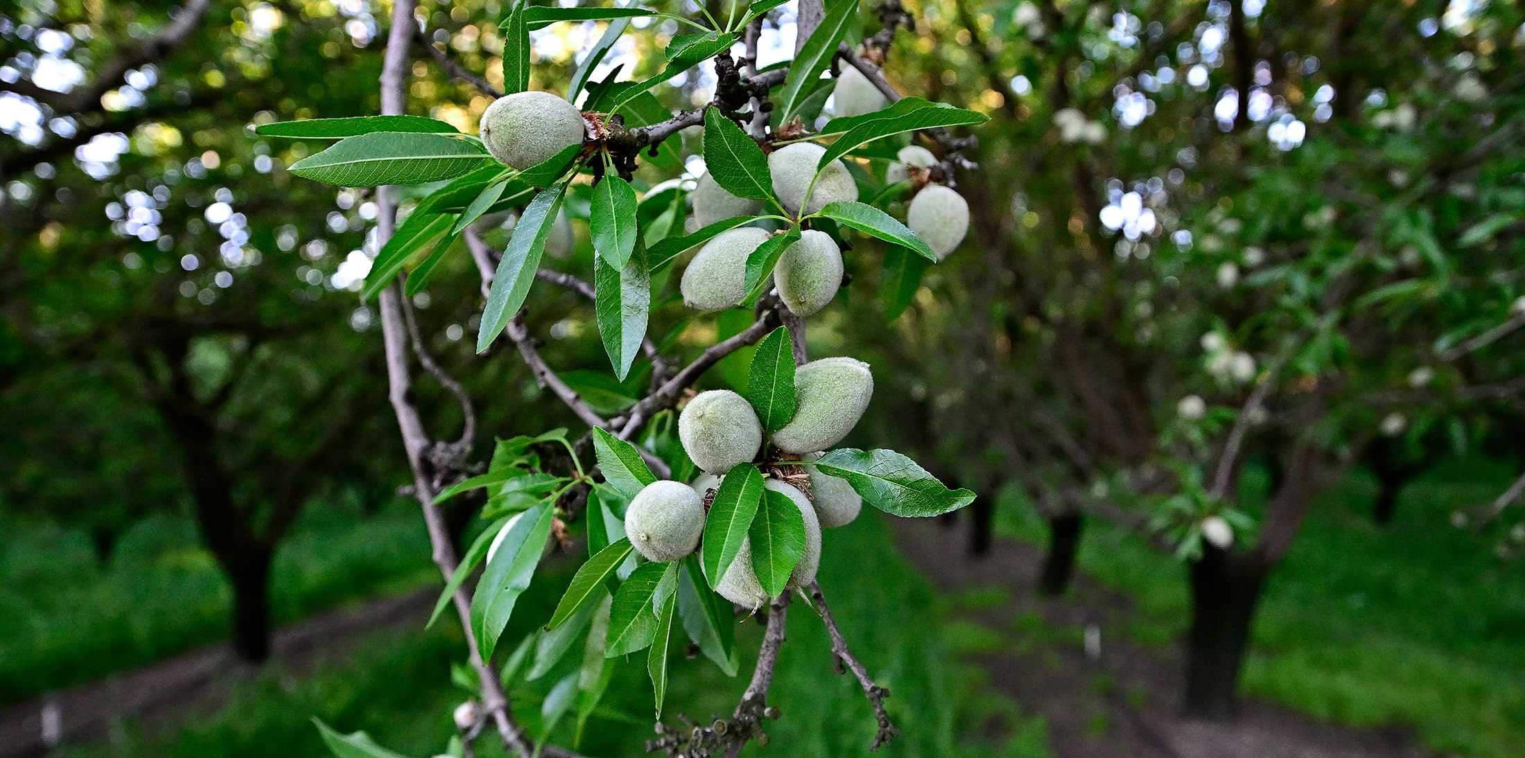 Aldrich nuts growing in Modesto