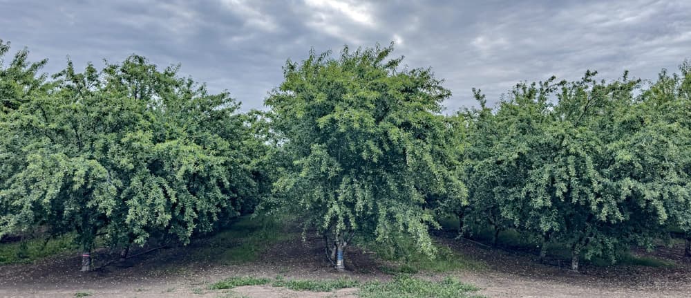 Almond orchard before sunrise in Farmington