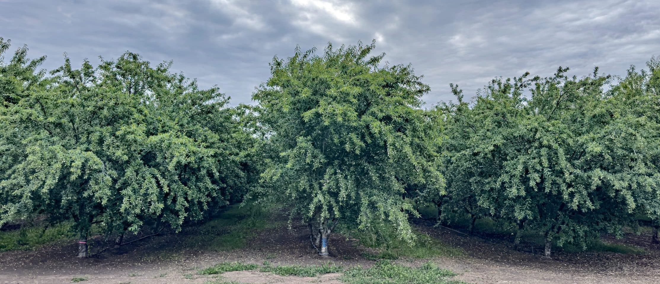 Almond orchard before sunrise in Farmington