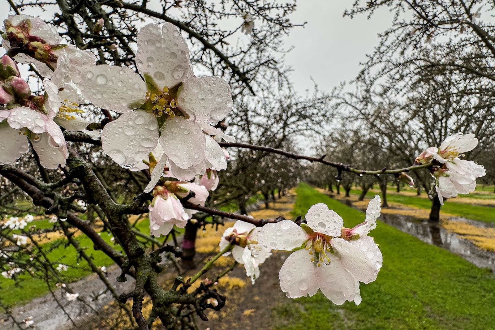 Wet Monterey Bloom in Colusa County