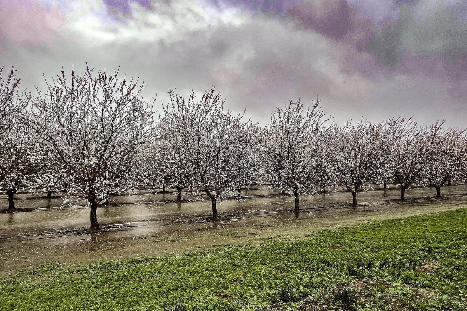 Saturated Orchards in Colusa County