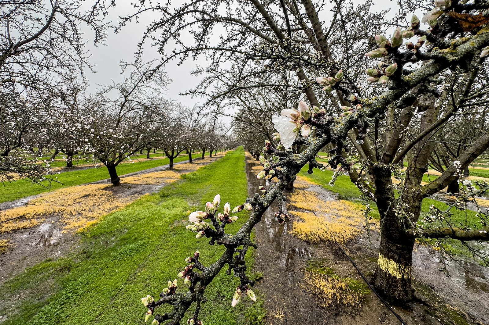 Wet Aldrich Bloom in Colusa County