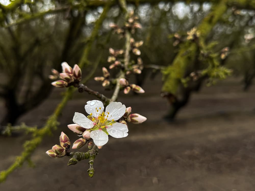 Aldrich Bloom, Popcorn, & Pink Tip in Merced County