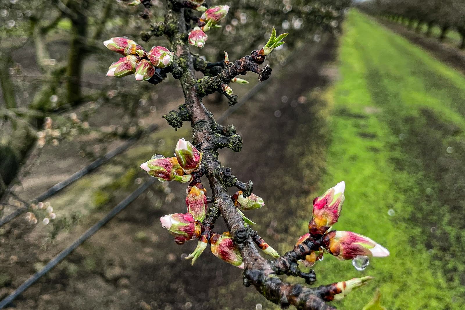 Wet Independence Pink Tip In Madera County