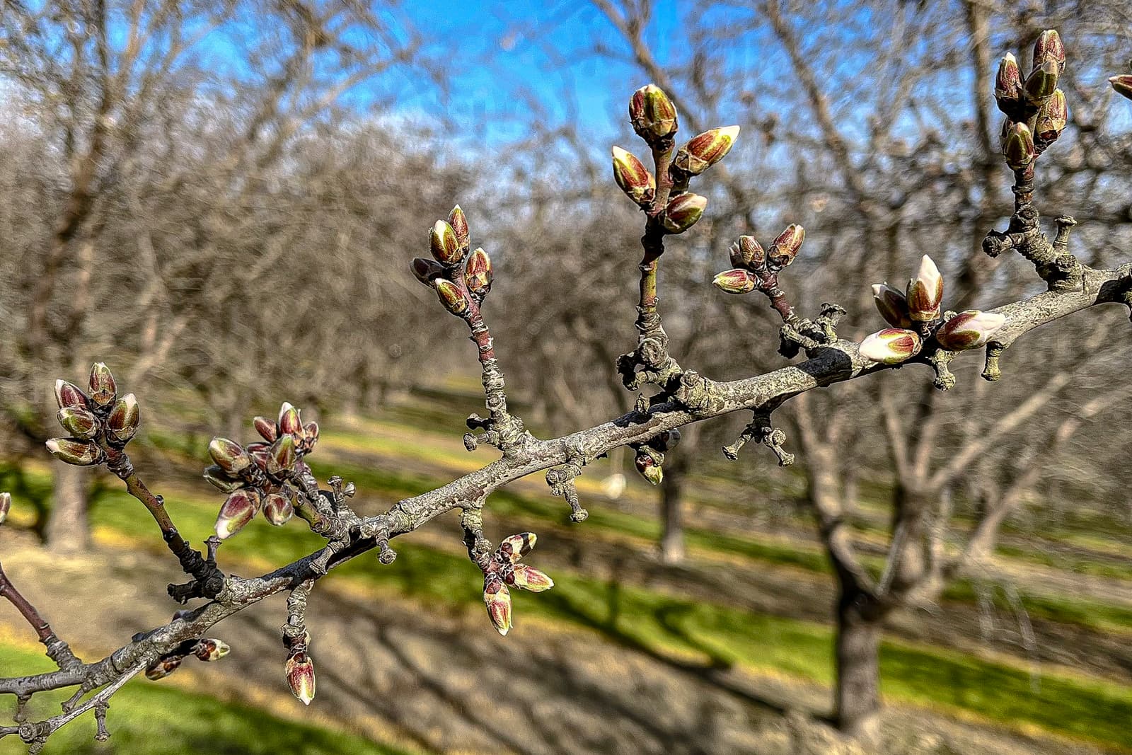 Aldrich Pink Tip in Central Stanislaus County