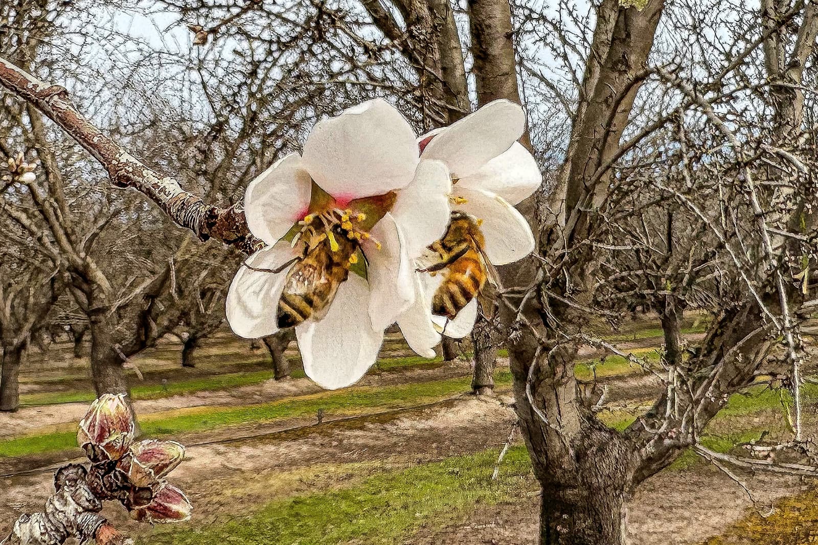 Hungry Bees in San Joaquin County