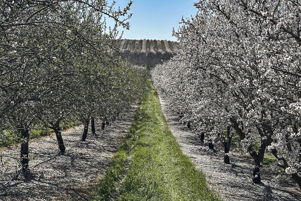 Weak Nonpareil Bloom with Relatively Strong Aldrich in Stanislaus County