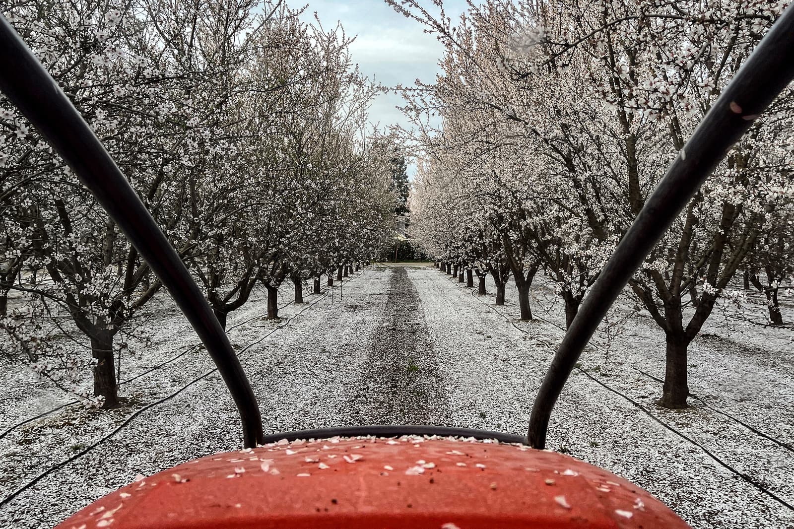 Tractor Seat View of Nonpareil and Aldrich Petal Fall in Central Stanislaus County