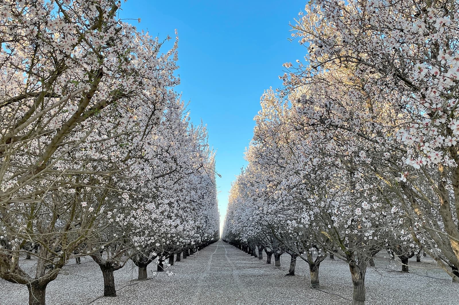 Butte and Padre Bloom in Hedge Pruned Orchard in Colusa County