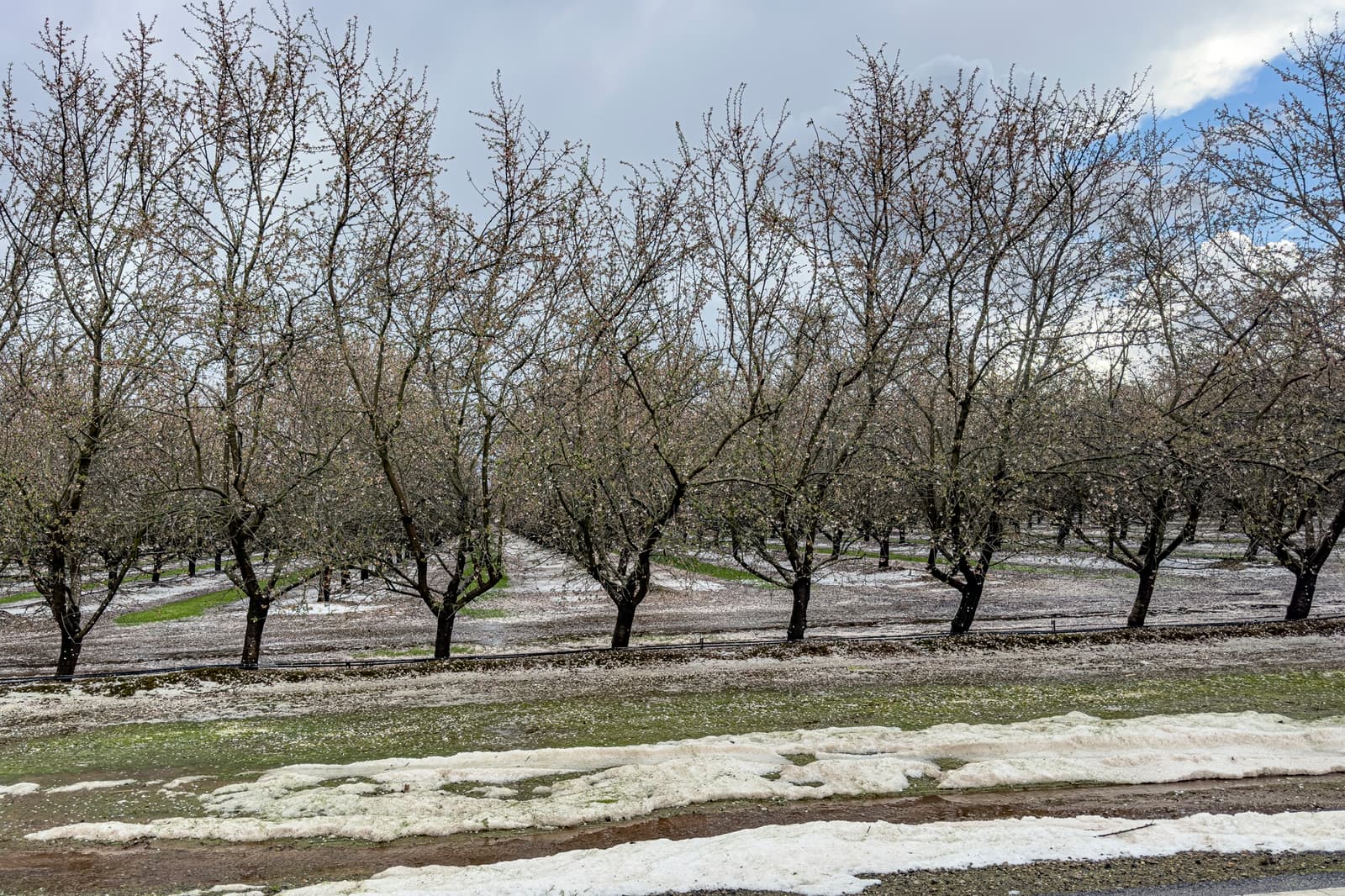 Drifting Hail and Petals South of Oakdale in Stanislaus County
