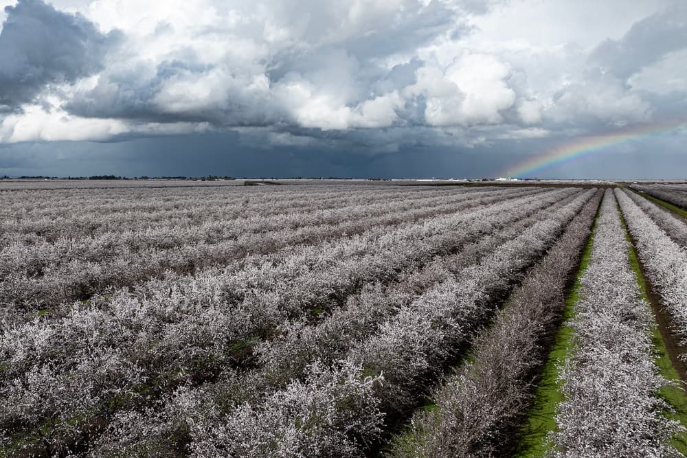 Nonpareil, Monterey and Fritz Bloom near Arbuckle in Colusa County on February 11