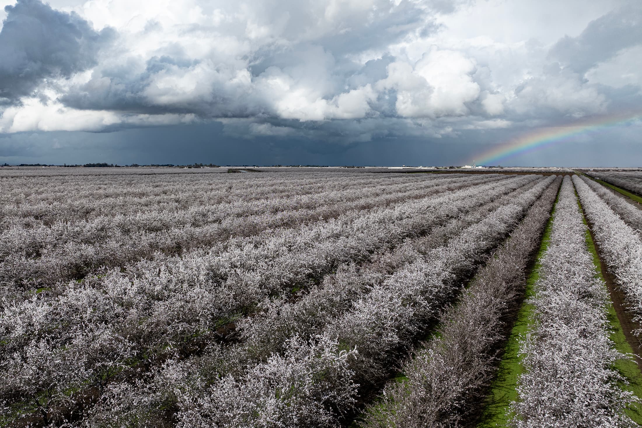 Nonpareil, Monterey and Fritz Bloom near Arbuckle in Colusa County on February 11