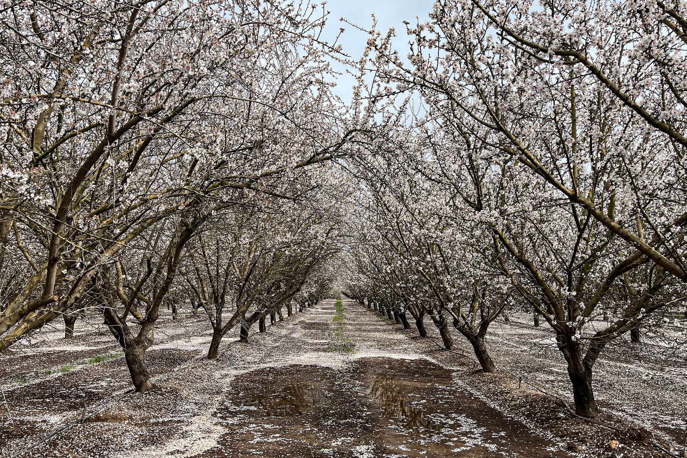 Nonpareil and Wood Colony Declining Bloom in Stanislaus County