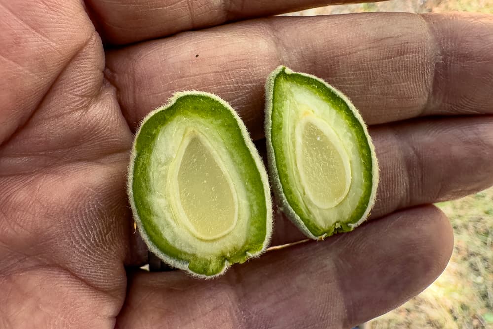 (Padre and Butte Cutaway Showing Developing Kernel in Western San Joaquin County)