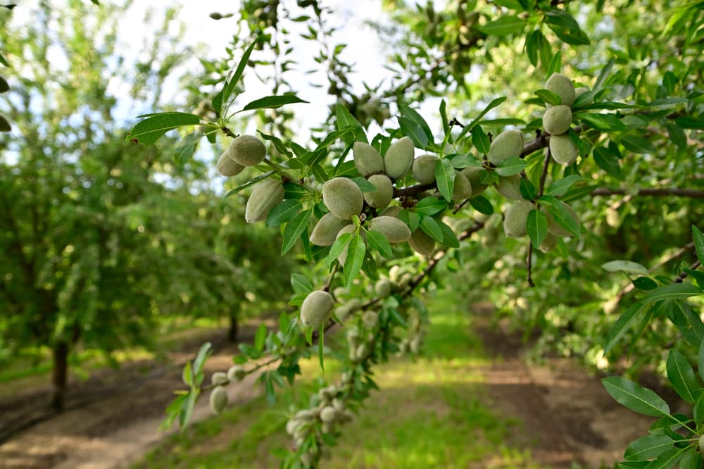 Nonpareil Nuts Near Ripon in San Joaquin County