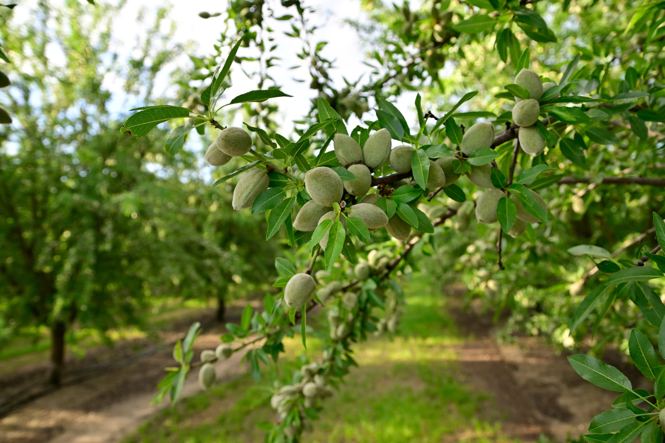 Nonpareil Nuts Near Ripon in San Joaquin County