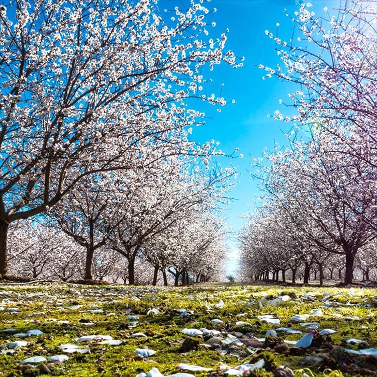 Almond Orchard