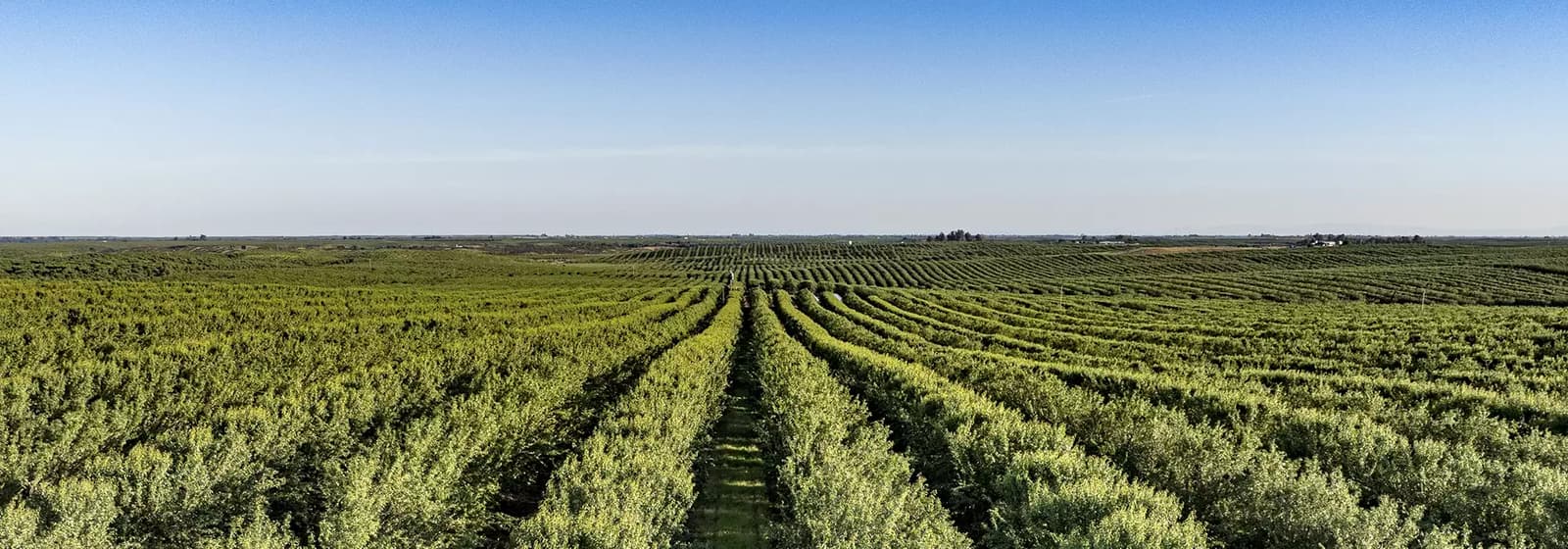 Almond orchard in Eastern Stanislaus County