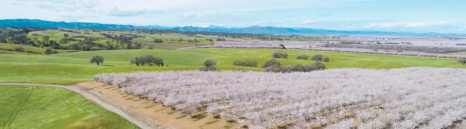 Almond orchard landscape