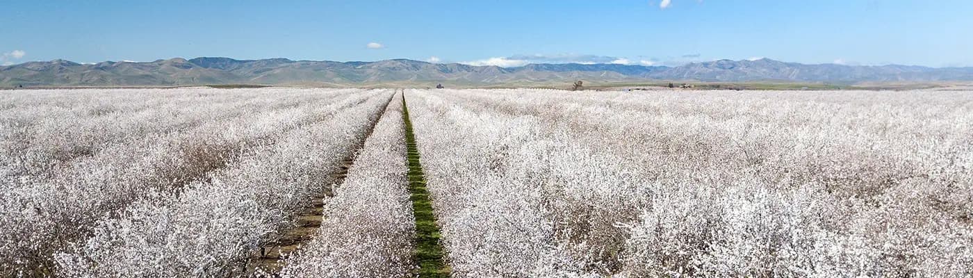 Vast field of white blooming trees stretches into the distance, with mountains and a blue sky visible in the background.