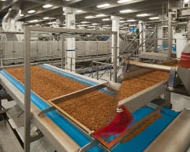 Almonds on a conveyor belt inside of the Turlock facility