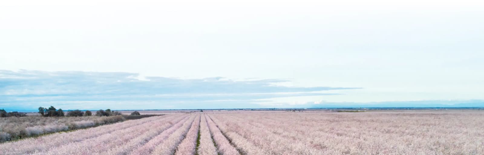 Rows of blooming almond trees stretching across a field beneath a cloudy sky.
