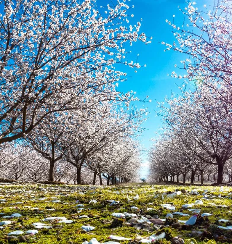 Field of trees