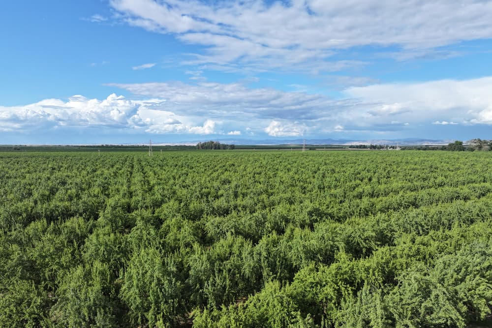 Butte and Padre planting near escalon in San Joaquin County