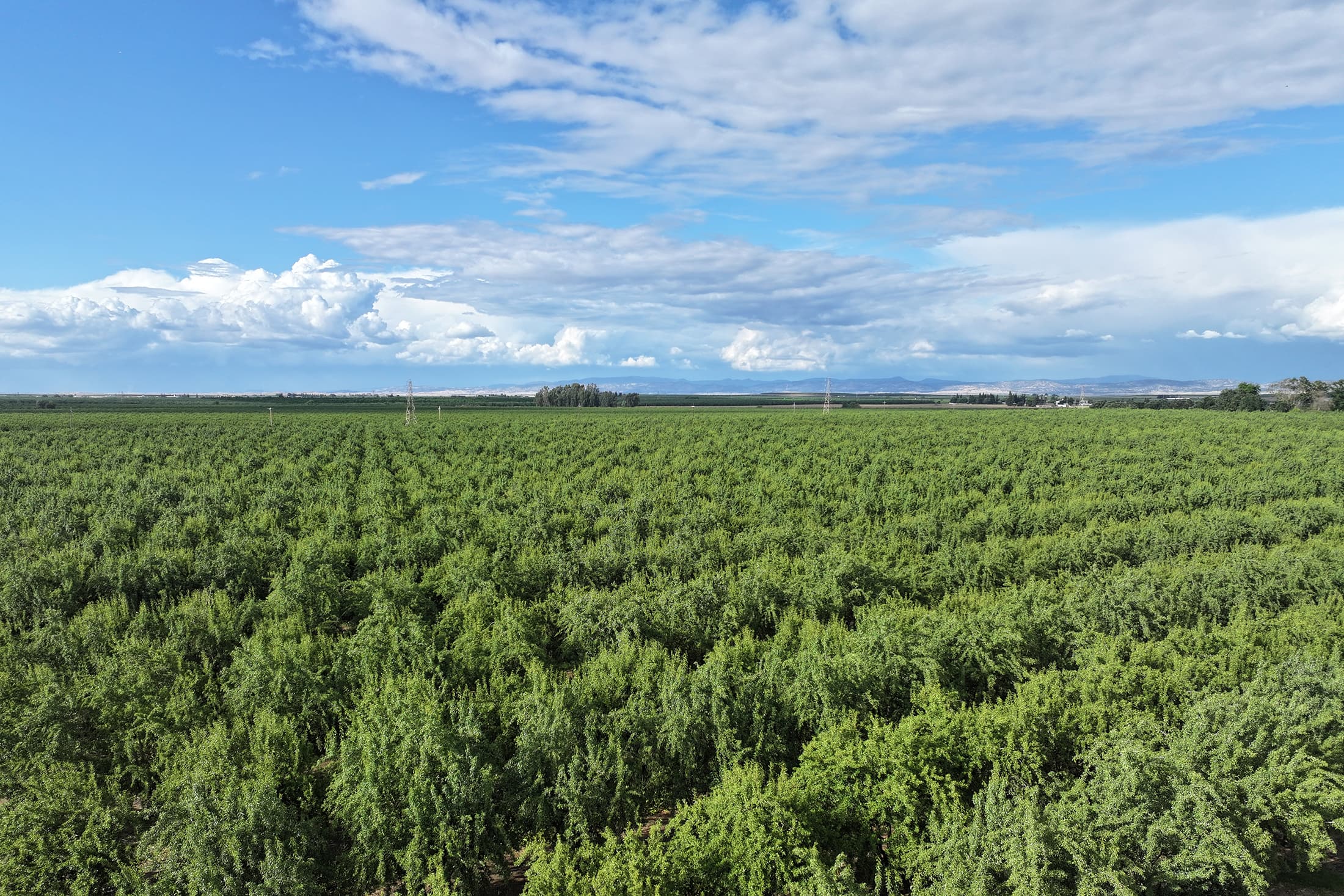 Butte and Padre planting near escalon in San Joaquin County