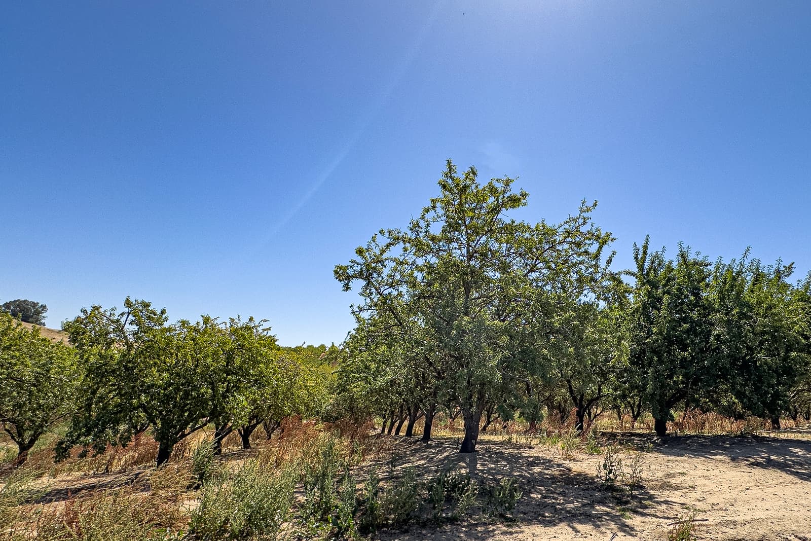 Abandoned Orchard