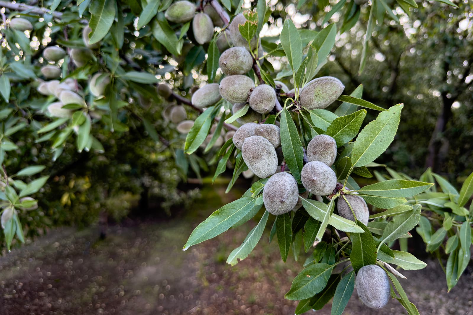 Carmel Nuts