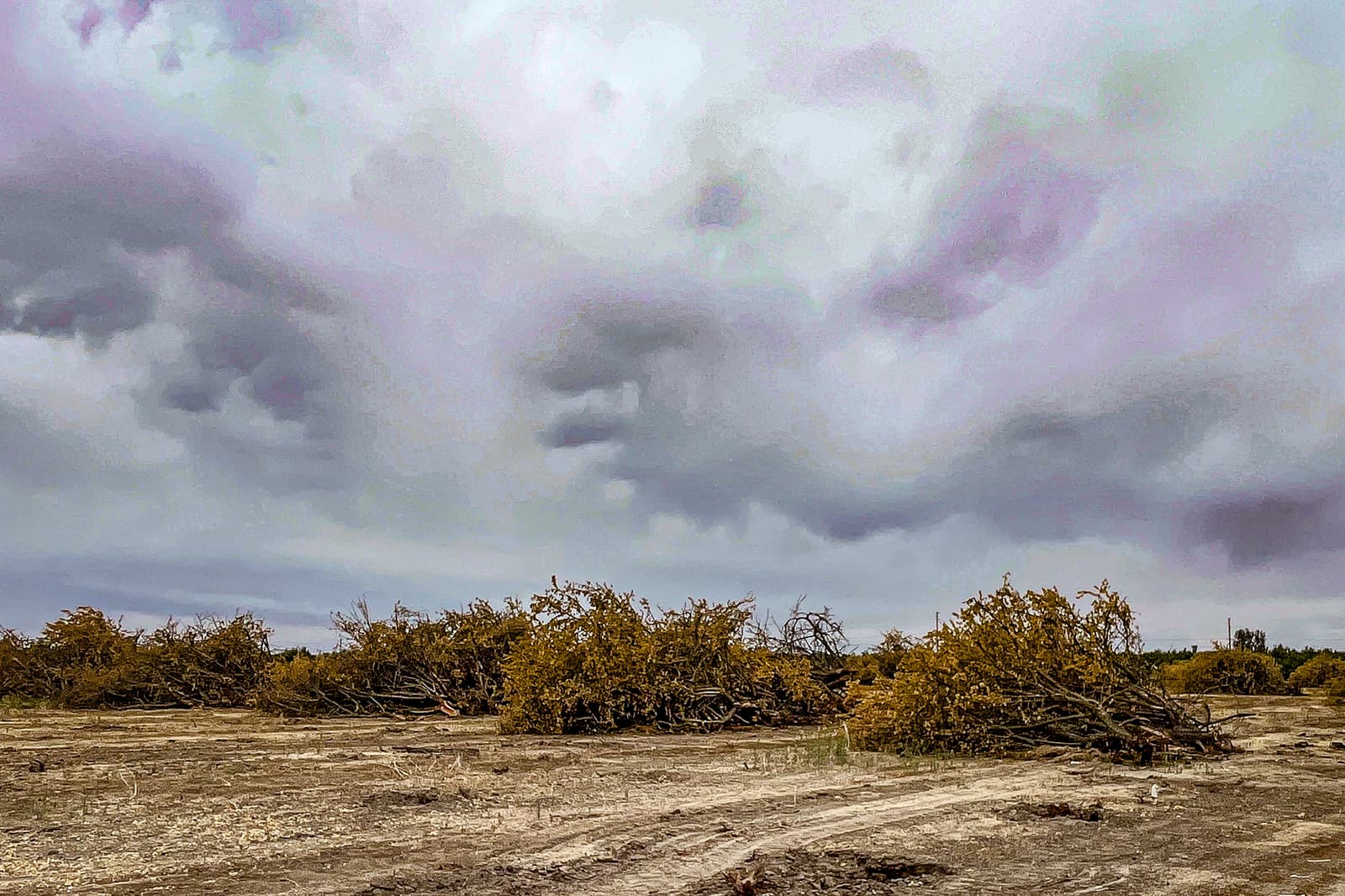 Orchard removal in Tulare