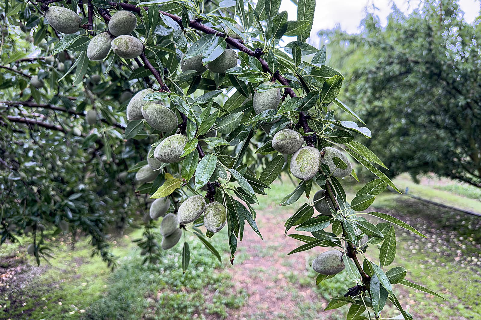 Rain soaked nonpareil