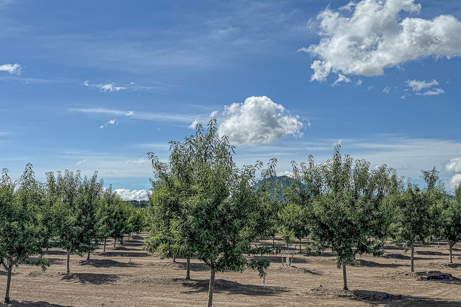 Young Shasta variety orchard