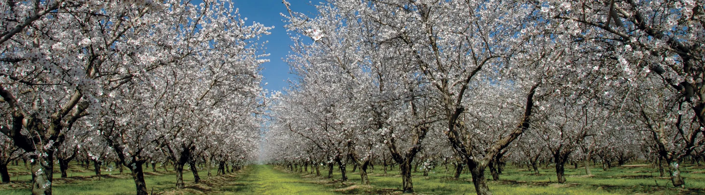 Rows of almond trees in full bloom form a canopy of white blossoms over a grassy orchard lane beneath a clear blue sky.