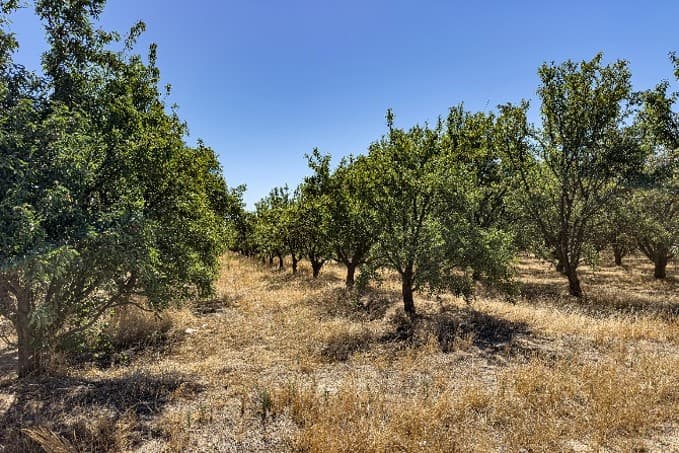 Rows of sparsely maintained almond trees stand amid tall, dry grass under a clear blue sky.