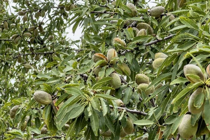 Almond tree branches filled with green, fuzzy almonds, several with hulls beginning to split open.