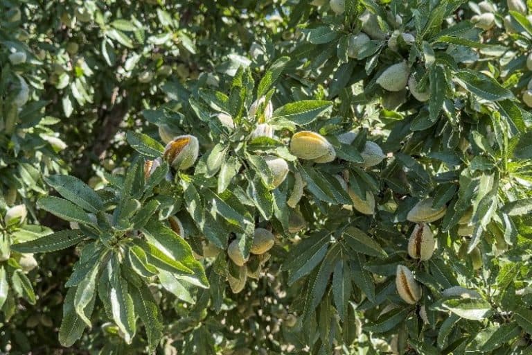 Sunlit almond branches show clusters of mature fruit with fuzzy hulls splitting open among dense green leaves.