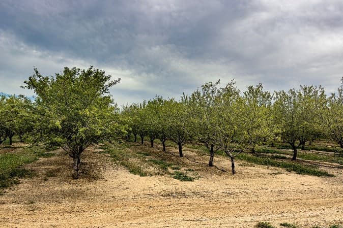 Rows of almond trees with sparse canopies and dry, bare ground beneath an overcast sky.