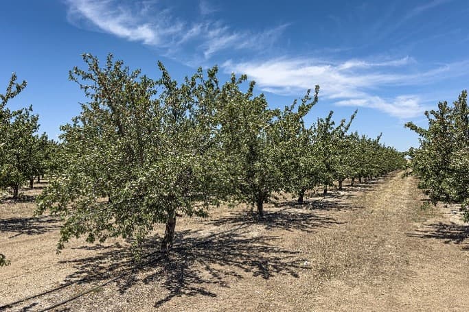 Rows of almond trees grow in dry soil, with visible gaps and uneven canopy growth beneath a bright blue sky.