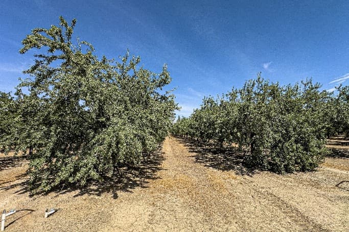 Rows of healthy almond trees with dense green canopies extend through a dry orchard under a blue, lightly clouded sky.
