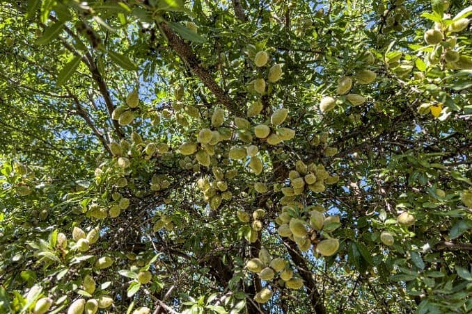 Almond tree branches heavily laden with clusters of green, fuzzy developing almonds among dense foliage.